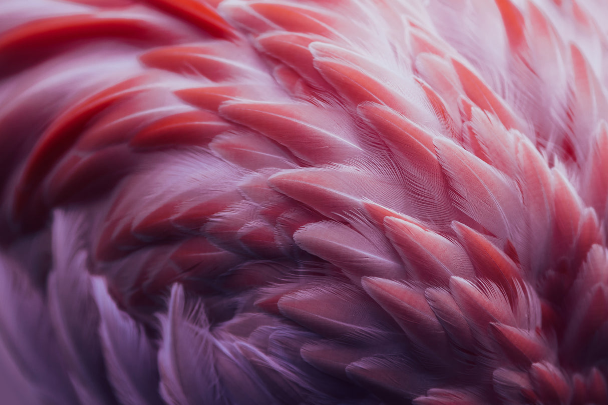 Flamingo Poster och Canvastavla