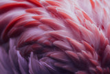 Flamingo Poster och Canvastavla