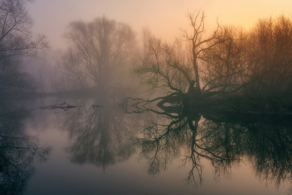 Misty backwaters Poster och Canvastavla
