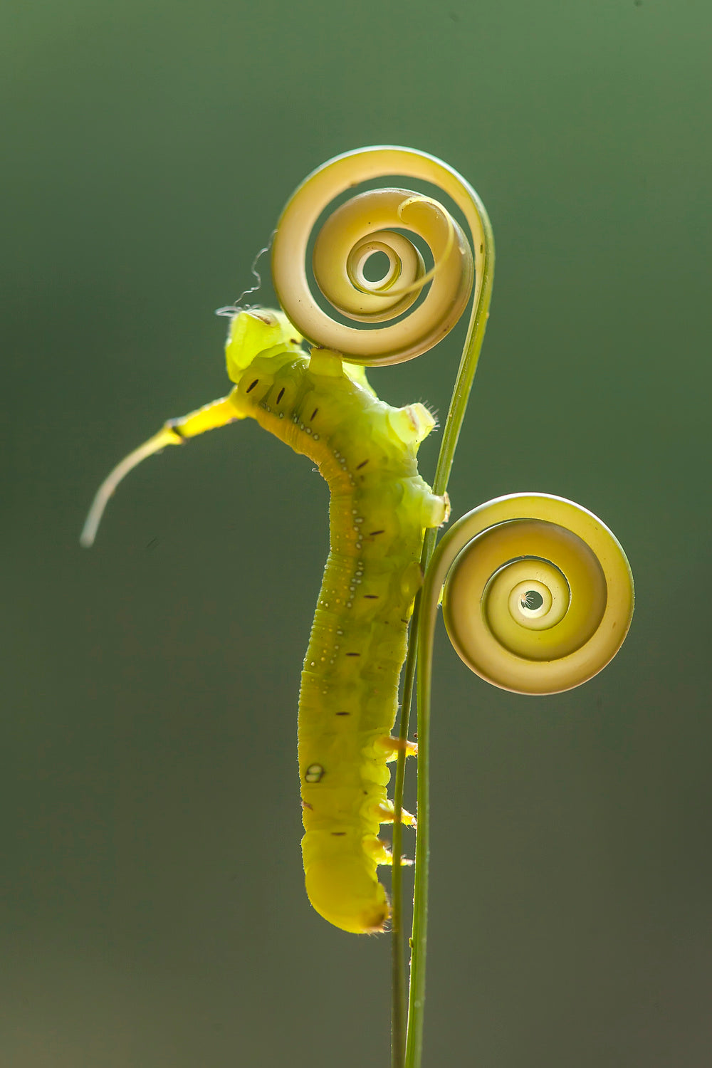Green Caterpillar Poster och Canvastavla
