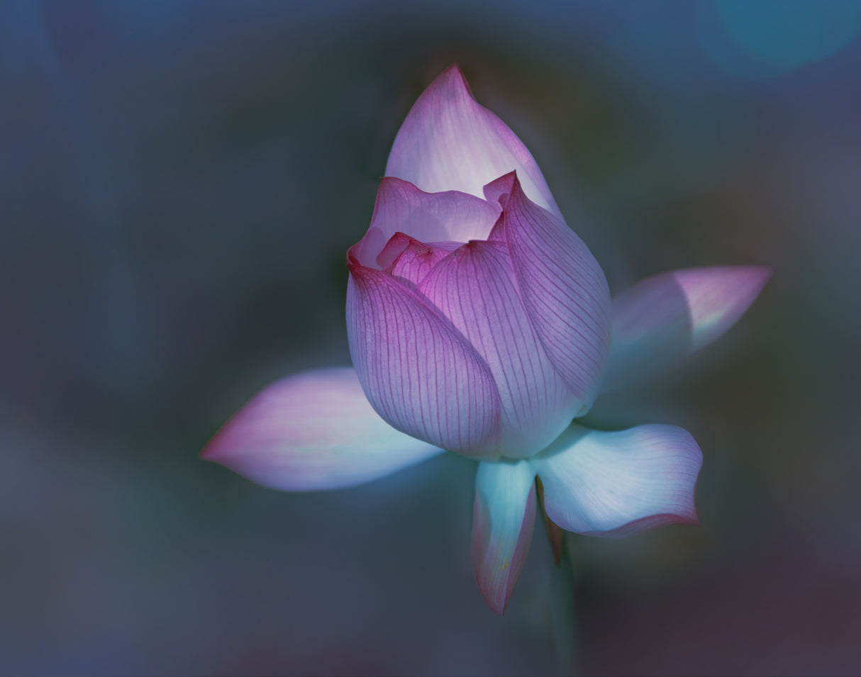 Lotus Poster och Canvastavla