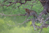 Leopard in Green Poster och Canvastavla