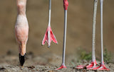 Whose legs Poster och Canvastavla