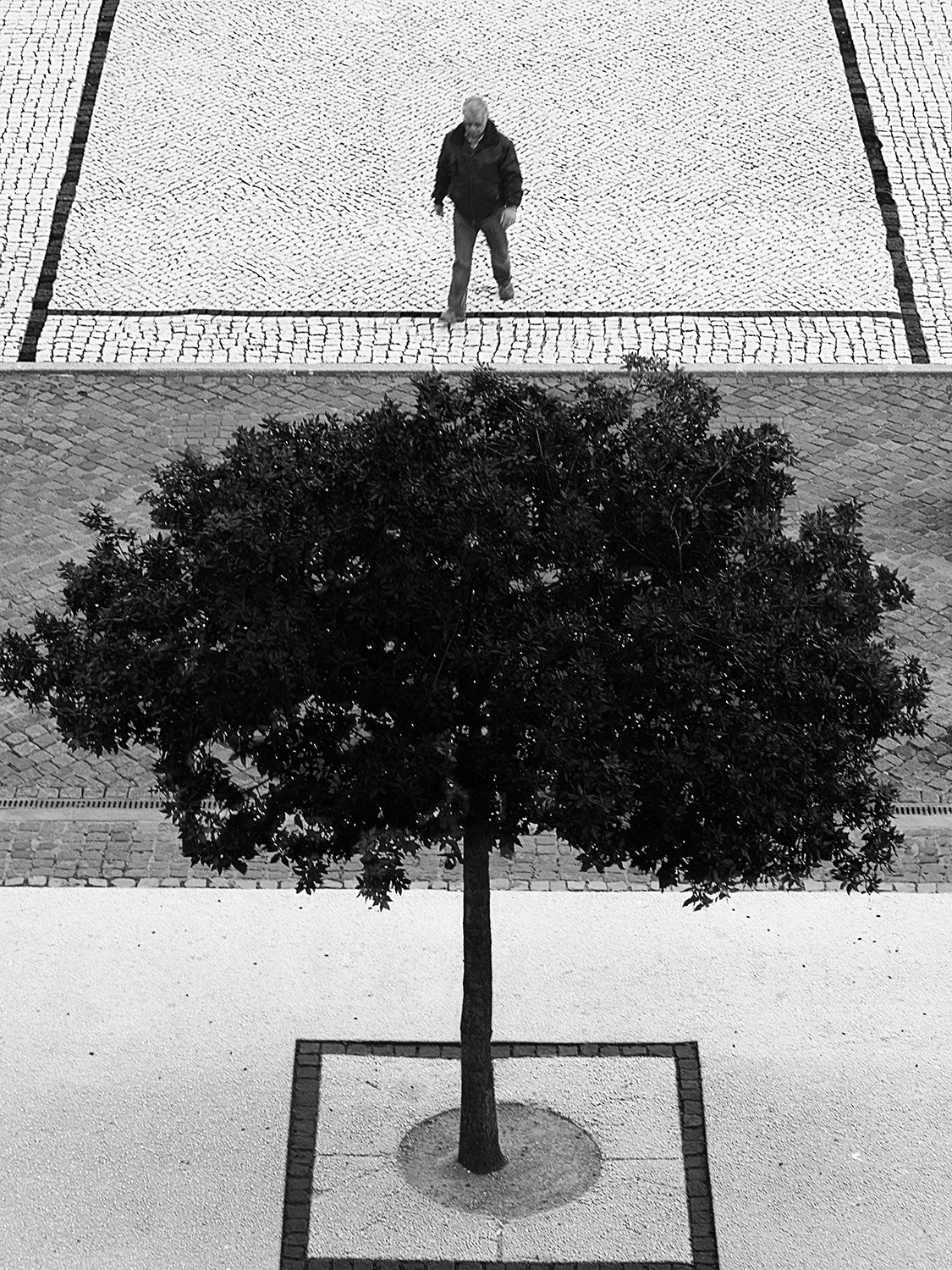 Two Silver Trees Poster och Canvastavla