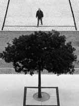 Two Silver Trees Poster och Canvastavla