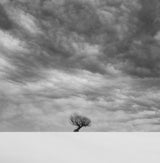 Single tree Poster och Canvastavla