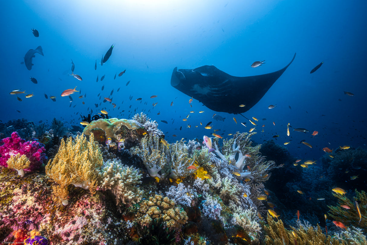 Manta reef on the reef Poster och Canvastavla