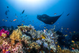 Manta reef on the reef Poster och Canvastavla