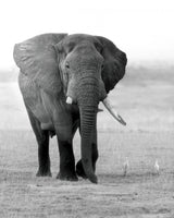 An Elephant with a Broken Tooth Poster och Canvastavla