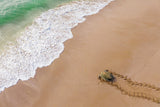 Turtle Season Poster och Canvastavla