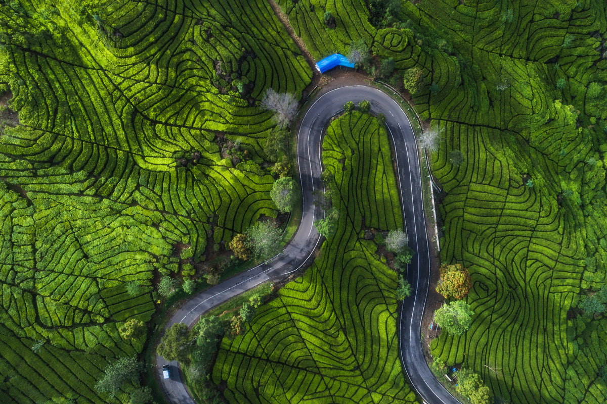 Indonesia - Rancabali Tea Aerial Poster och Canvastavla