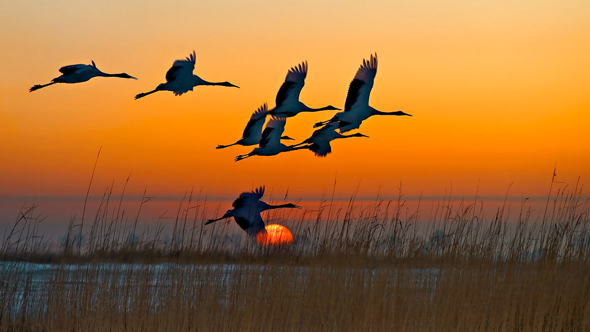 Red-crowned Cranes Poster och Canvastavla