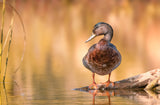 Mallard Poster och Canvastavla