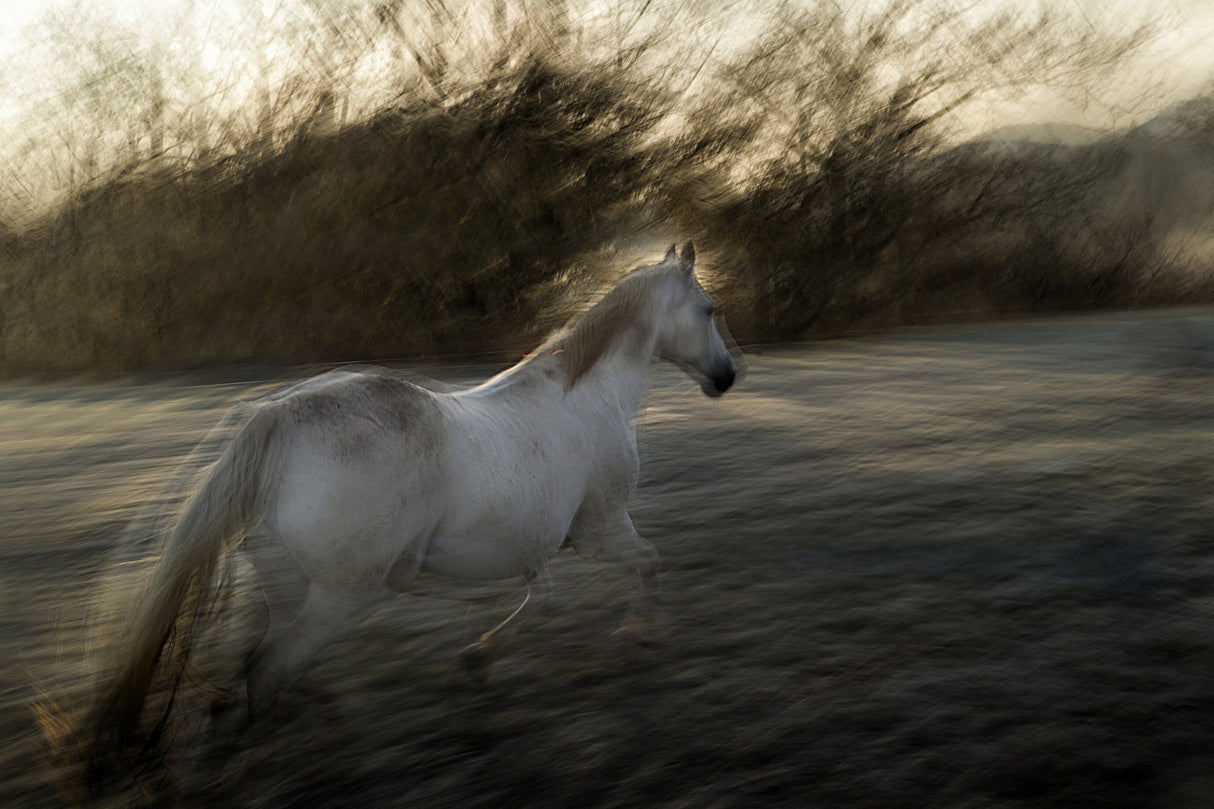 Lipizzan foal Poster och Canvastavla