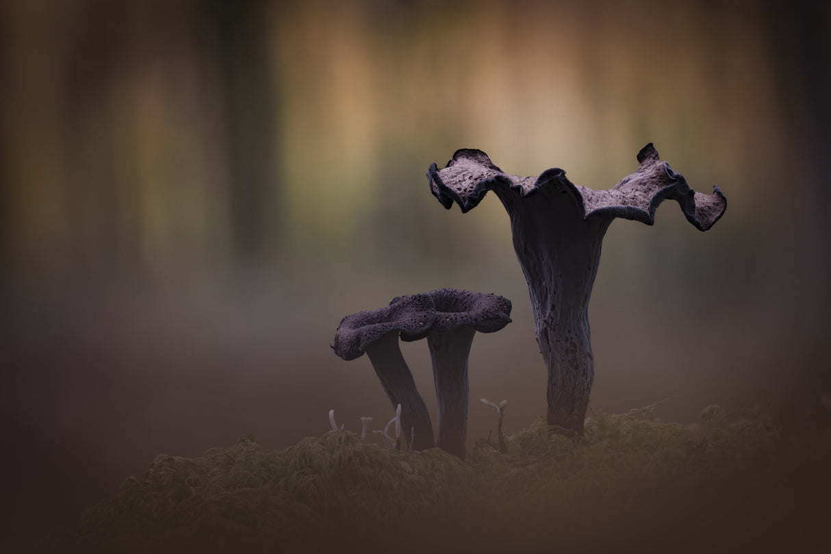 Horn of Plenty ( Craerllus Cornucopioides ) Poster och Canvastavla
