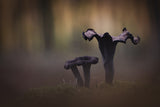 Horn of Plenty ( Craerllus Cornucopioides ) Poster och Canvastavla