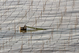 fisherman Poster och Canvastavla