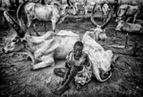 A scene of life in a mundari cattle camp - South Sudan Poster och Canvastavla