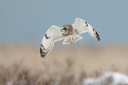 Short-eared Owl Poster och Canvastavla