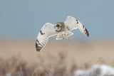 Short-eared Owl Poster och Canvastavla
