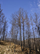 burnt trees in the forest Poster och Canvastavla