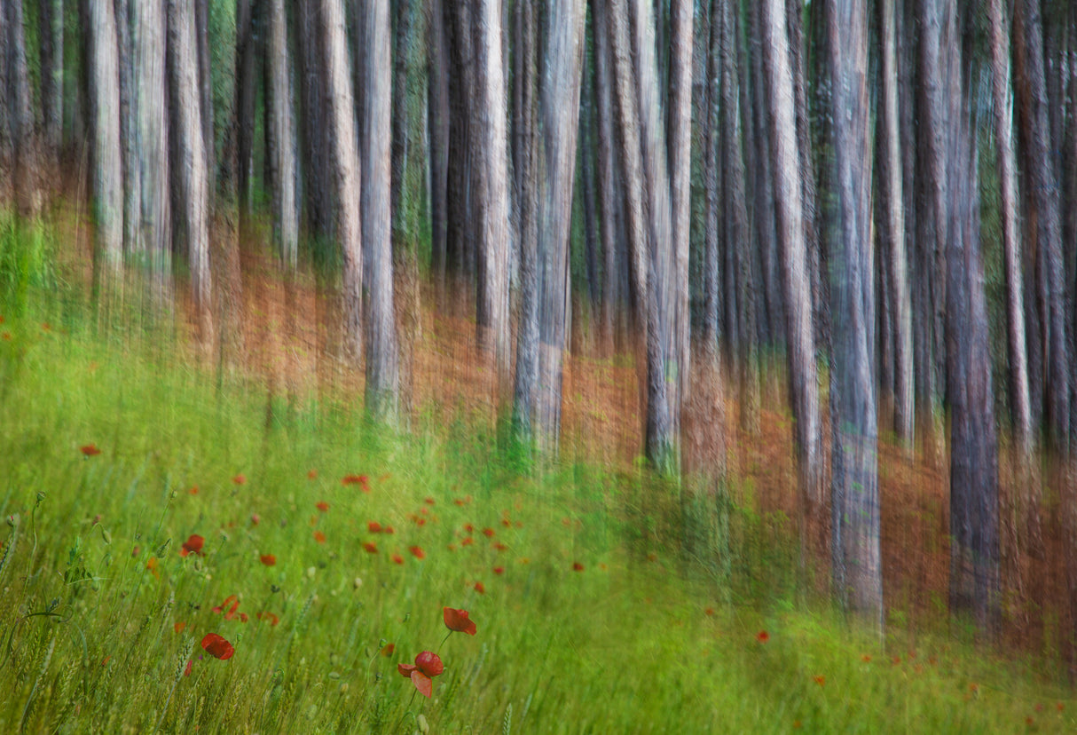 Spring on my island Poster och Canvastavla