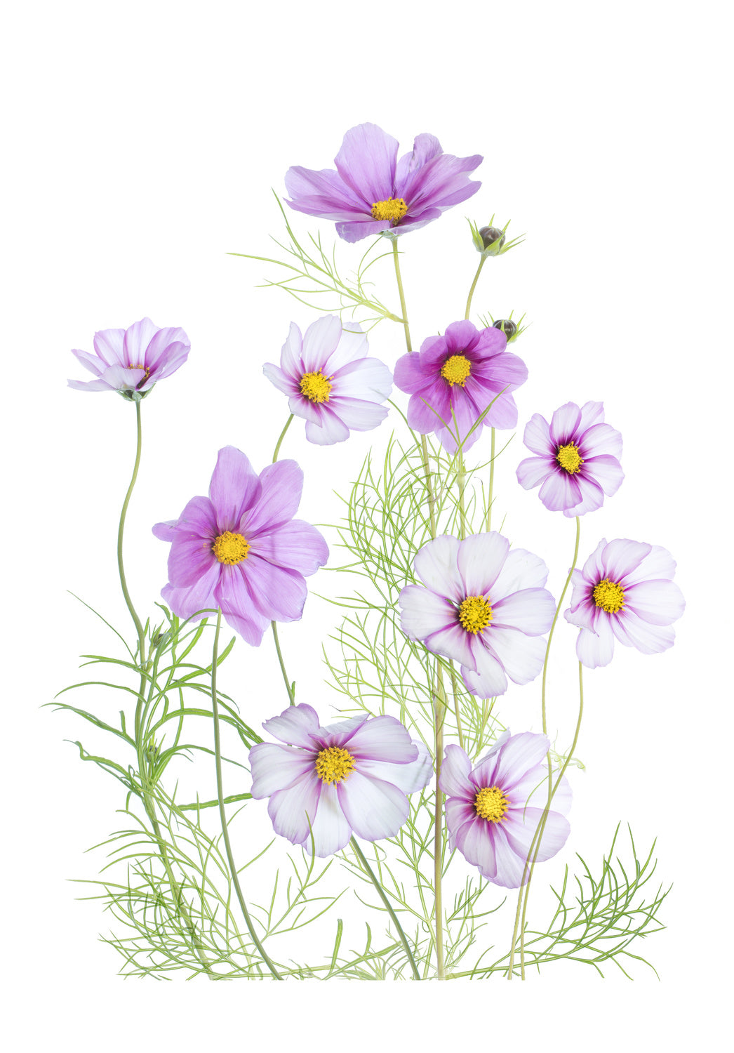 Cosmos Comfort Poster och Canvastavla