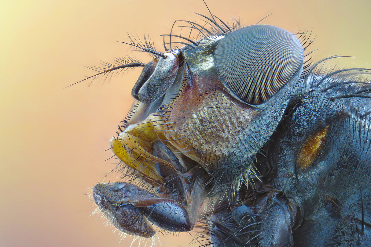 fly Poster och Canvastavla