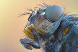fly Poster och Canvastavla