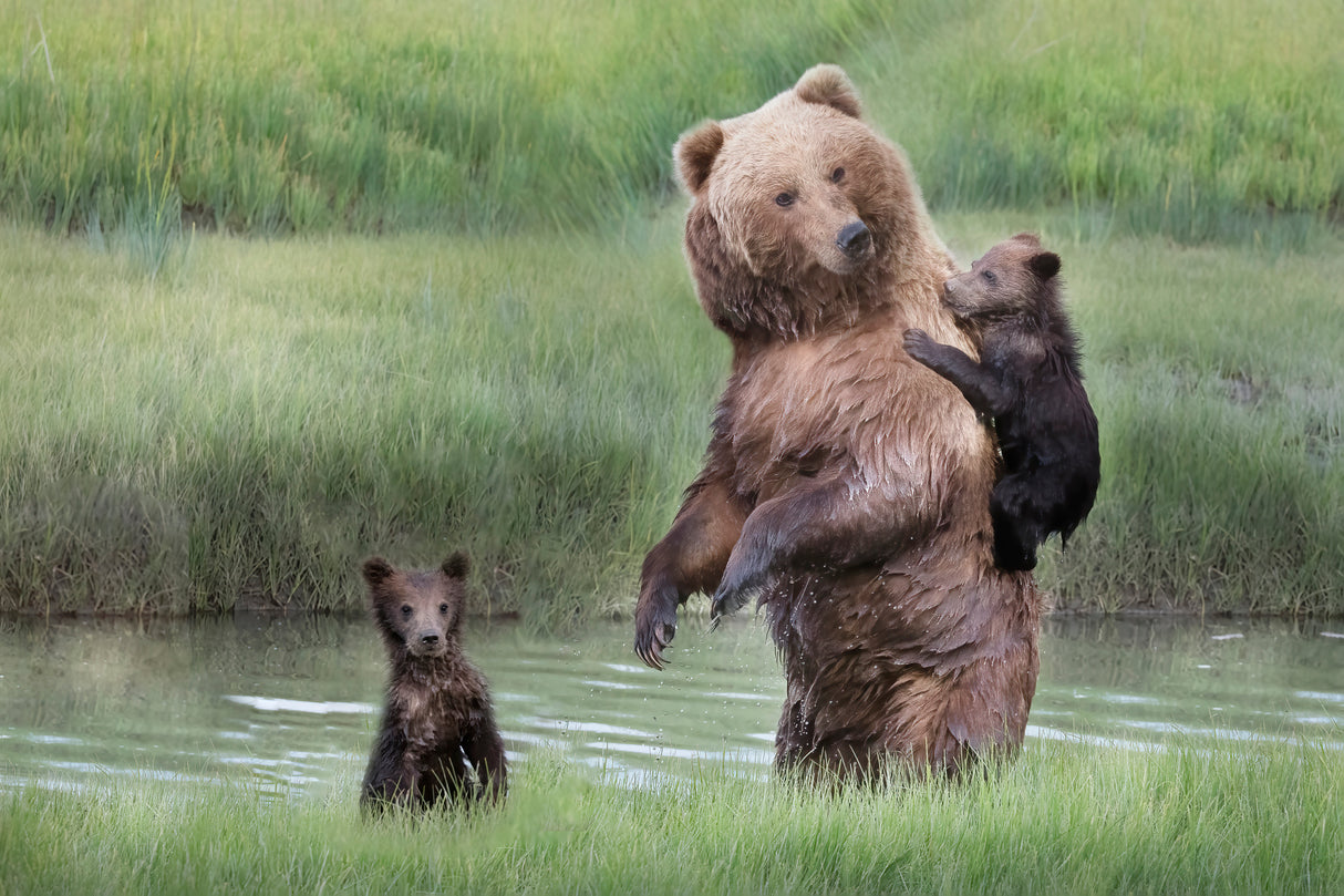 Momma Bear and Her Cubs Poster och Canvastavla