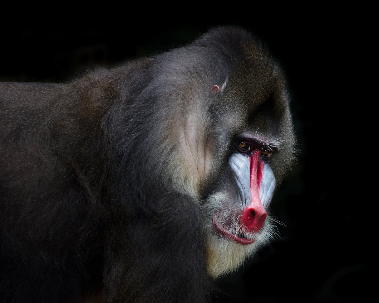 Mandrill-2 Poster och Canvastavla