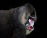 Mandrill-2 Poster och Canvastavla