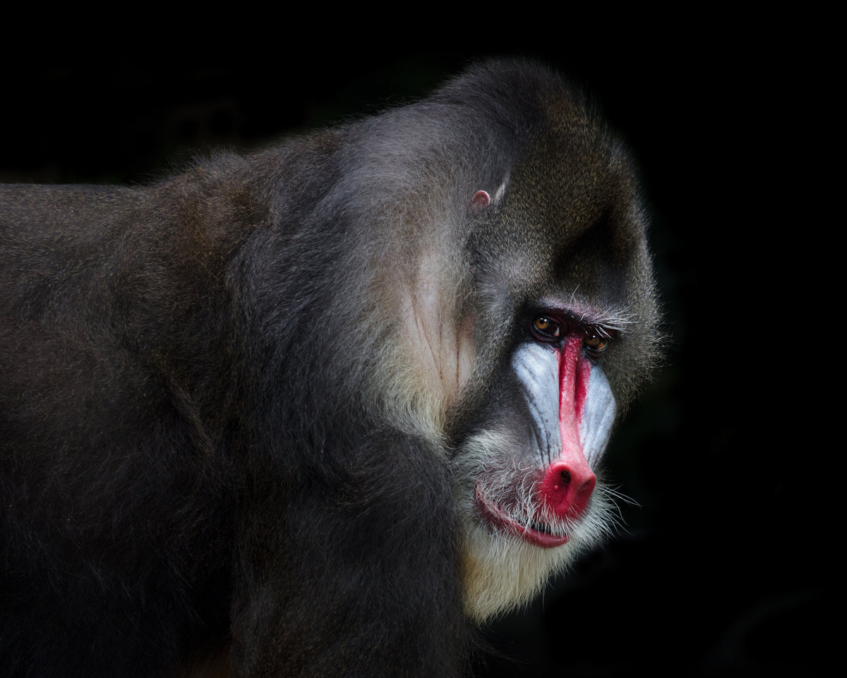 Mandrill-2 Poster och Canvastavla