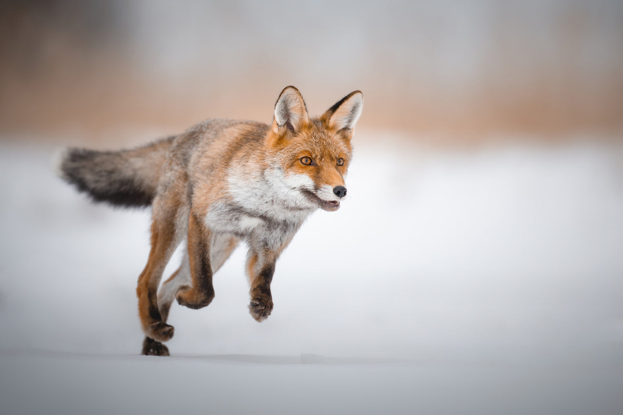 A young hunter Poster och Canvastavla