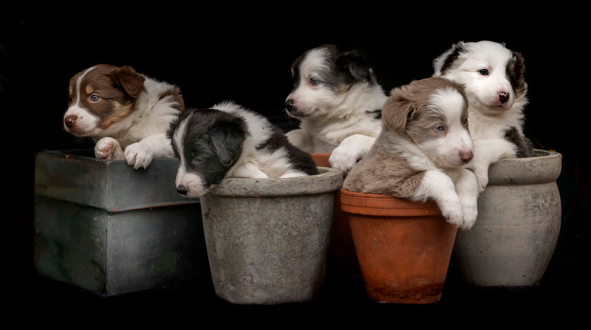 Dog plants Poster och Canvastavla