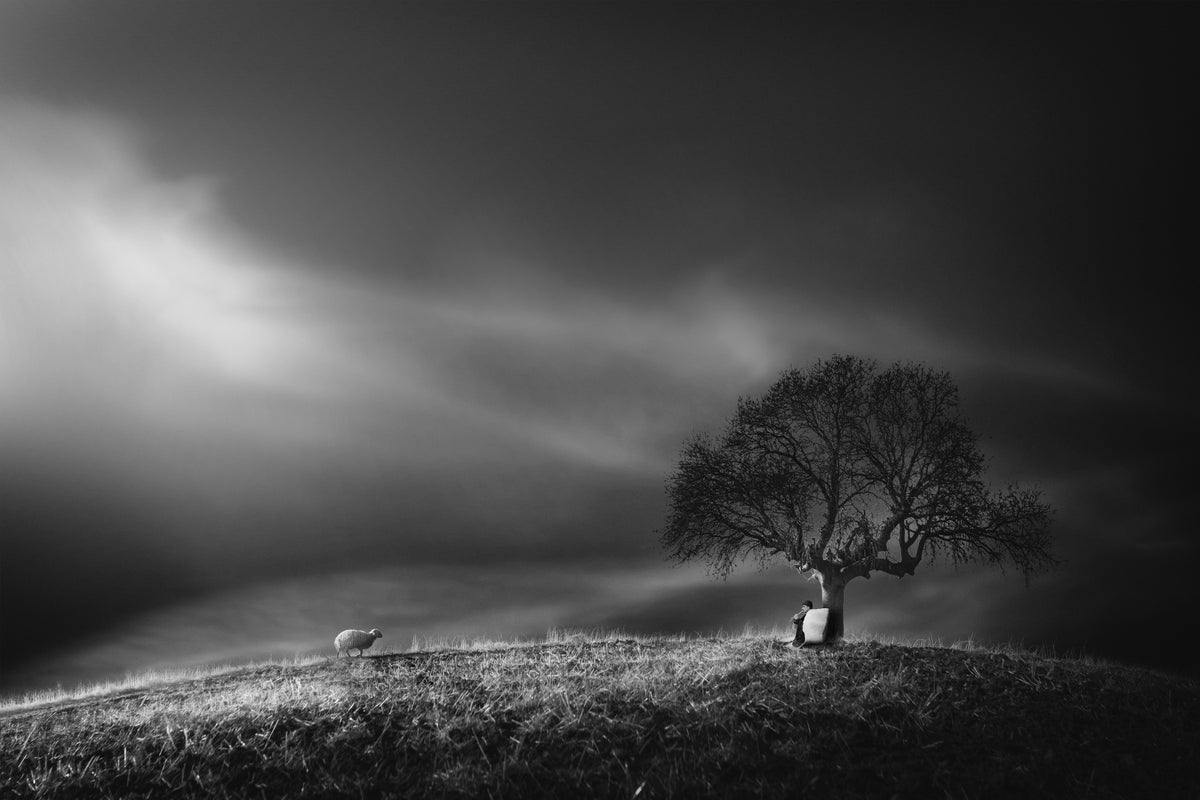shepherd Poster och Canvastavla