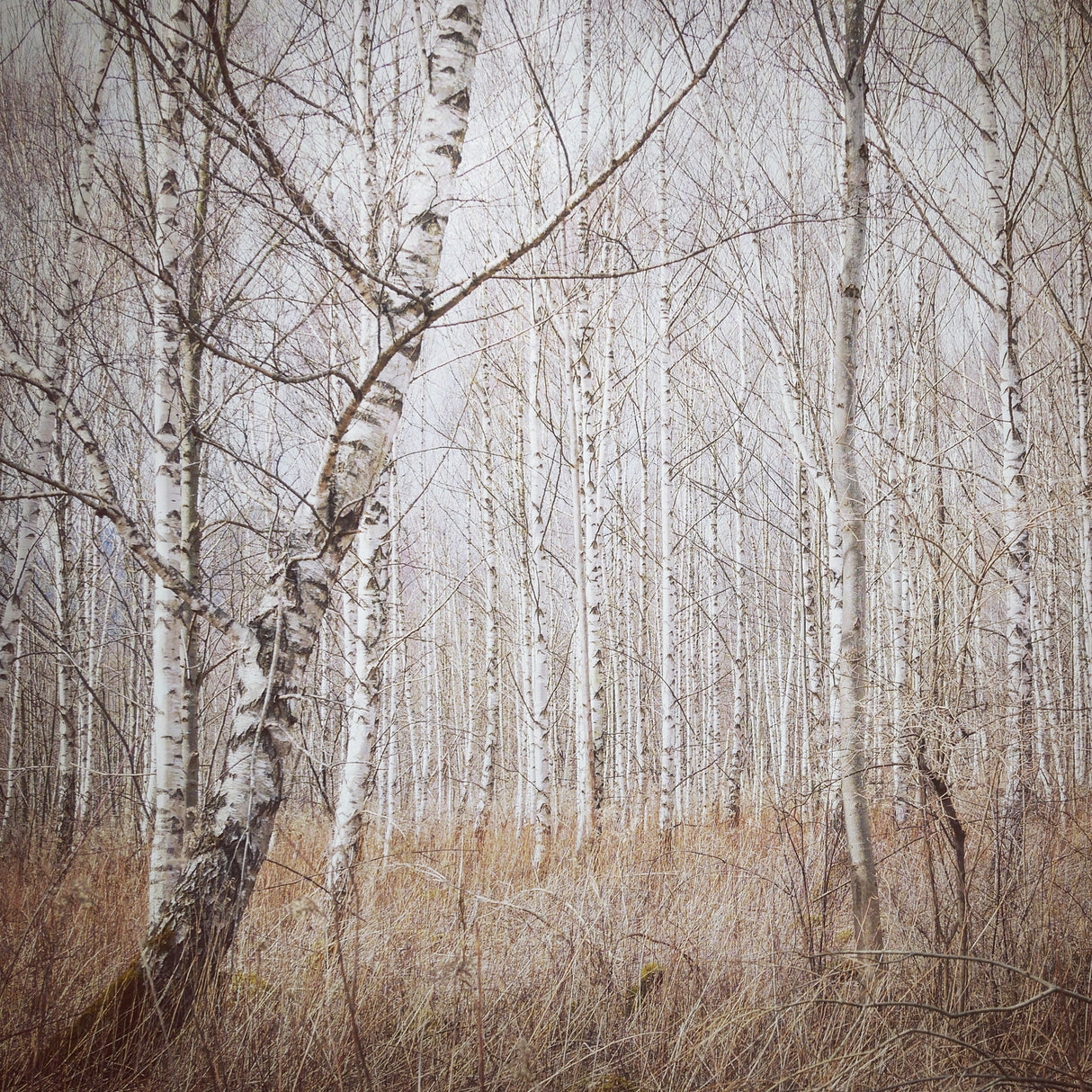 birch forest Poster och Canvastavla