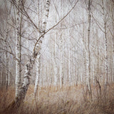 birch forest Poster och Canvastavla