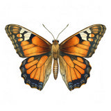 Butterfly 5 Poster och Canvastavla