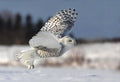 Bubo scandiacus Poster och Canvastavla