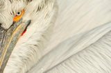 Eye to eye Poster och Canvastavla
