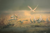 Morning Frolic Poster och Canvastavla