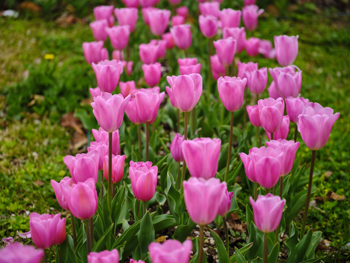 Pink Tulips Poster och Canvastavla