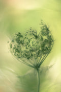 wild carrot Poster och Canvastavla