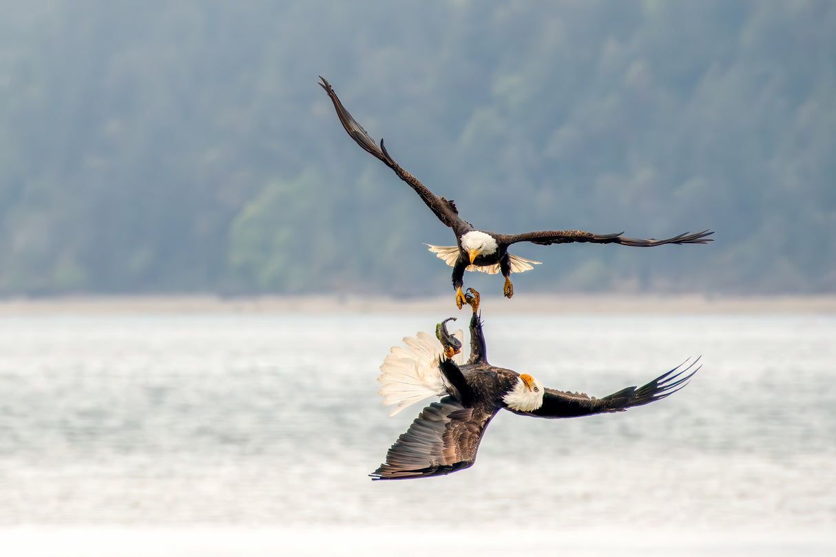 Bald Eagles Poster och Canvastavla
