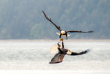 Bald Eagles Poster och Canvastavla