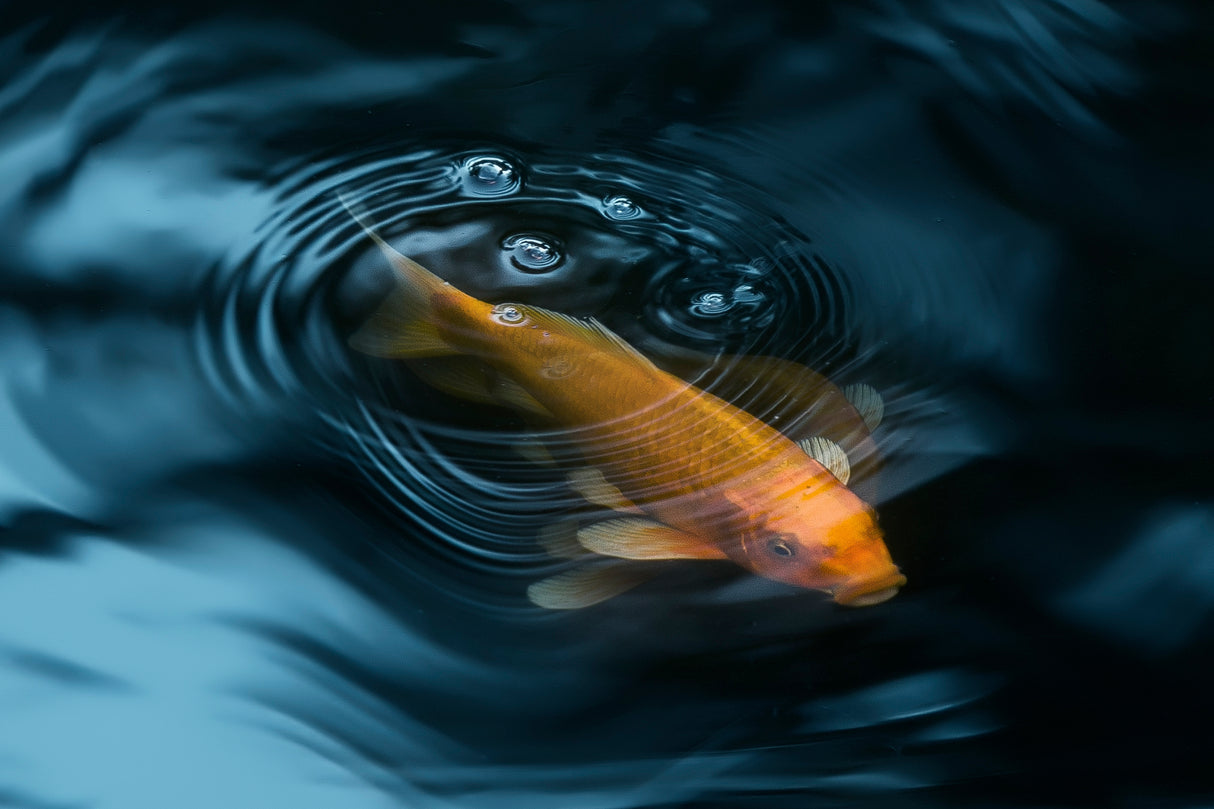 decorative fish Poster och Canvastavla