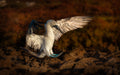 Landing Poster och Canvastavla