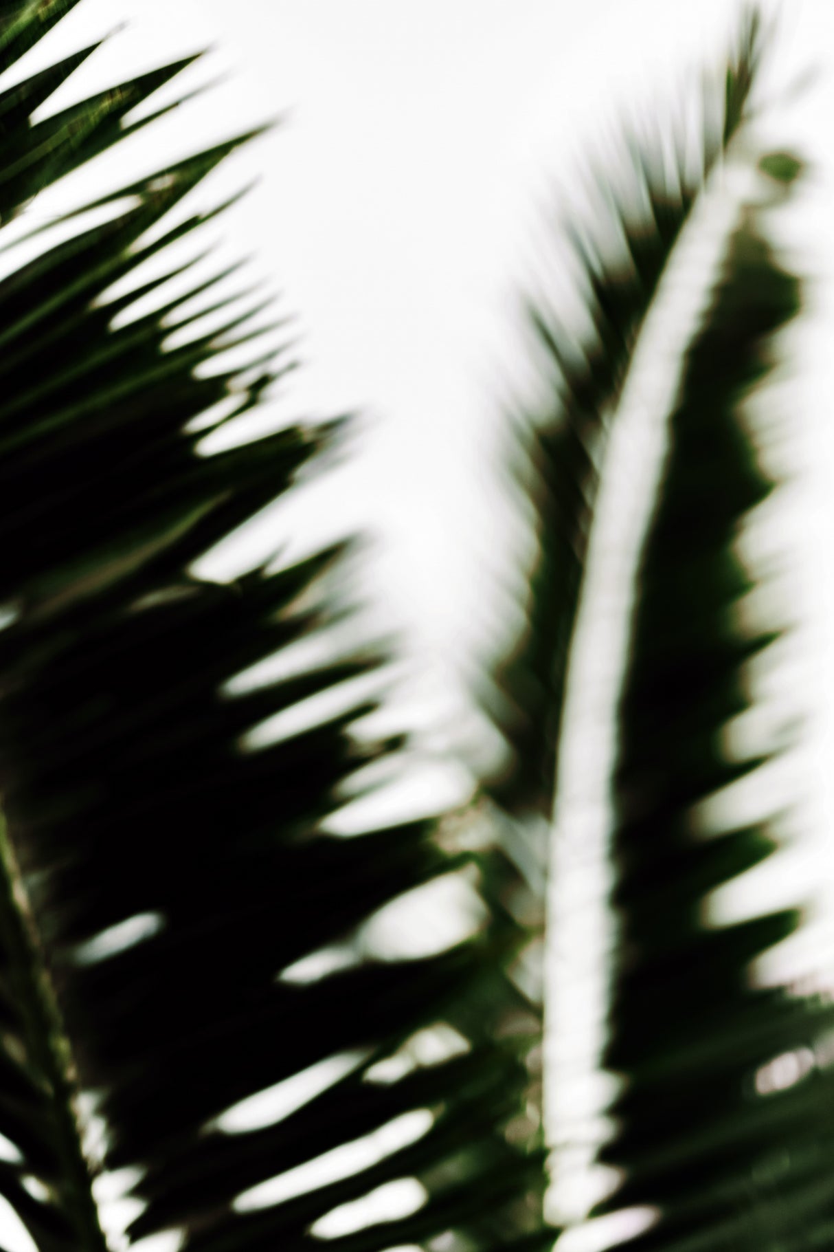 Palm Branches Poster och Canvastavla