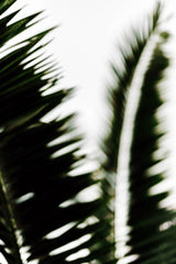 Palm Branches Poster och Canvastavla